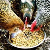 Kako hraniti kokoši nesilice kod kuće